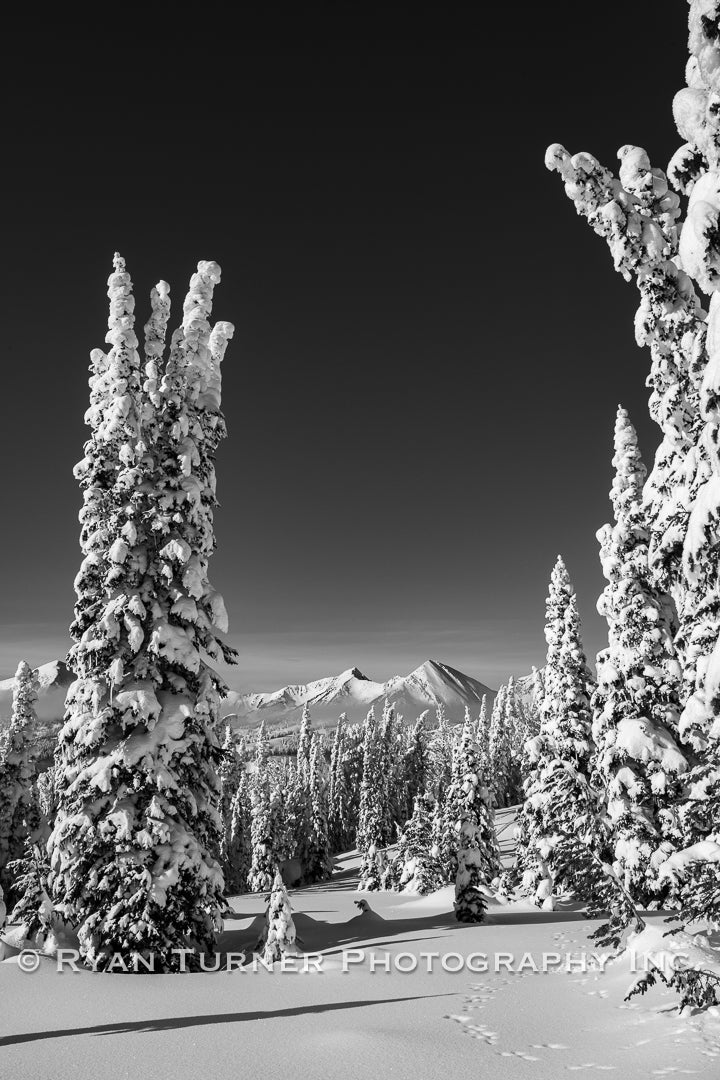 After the Snowstorm