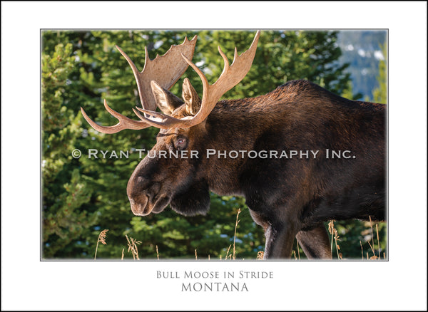 Bull Moose in Stride - Notecard