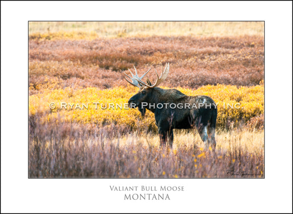 Valiant Bull Moose - Notecard