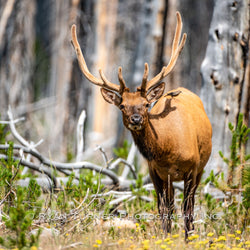 Bull Elk and a Bird